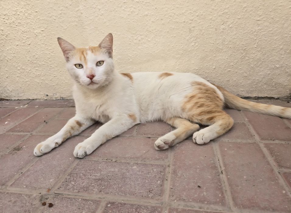 Motan castrat Dubai cauta casa