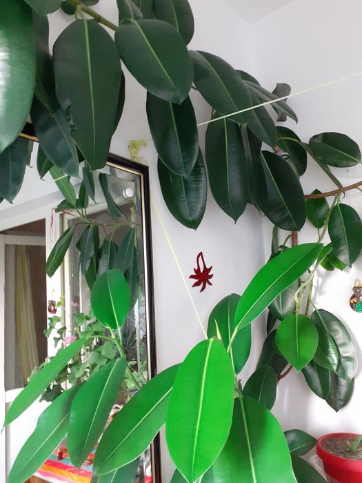 Ficus peste 2m,cu doua ramificații mari