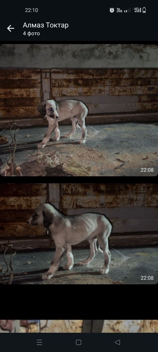 Продам щенков тазы