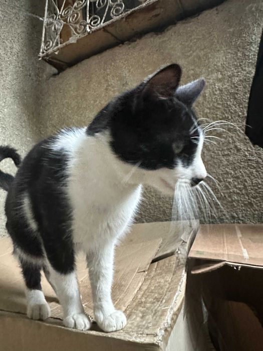 Pisici pentru adoptie