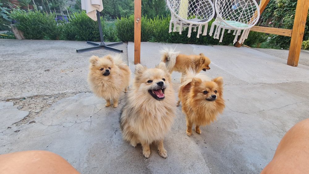 Мини Померански шпиц