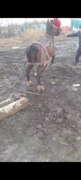 Vand sau schimb cu vaca