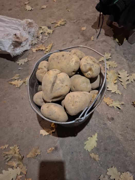 Продам картофель