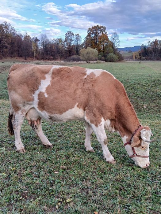 Vaci gestante de vânzare