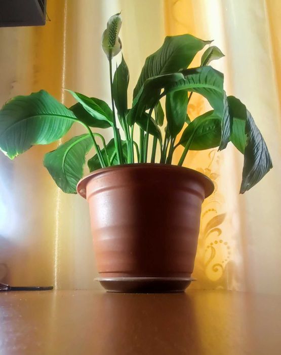 Комнатные растения: Женское счастье , тещин язык , декабрист