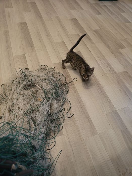 Отдам котёнка в добрые руки девочка