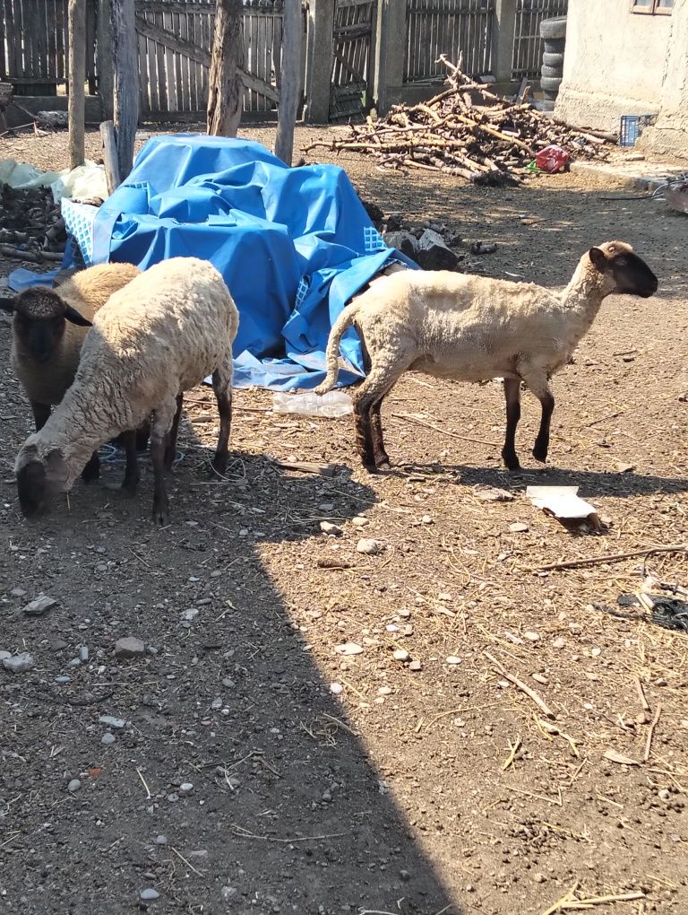 Schimb 2 oi și o mieluță cu un mânz