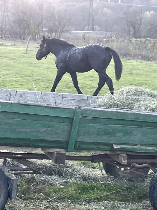 Manză blonda de vanzare