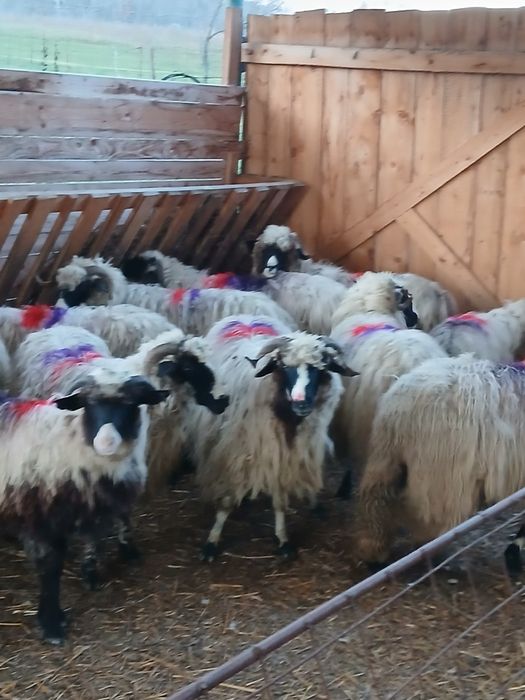 Vind 18 oi breze tinere cu nasul alb