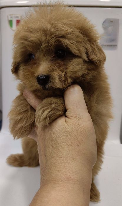 Девочка, мальтипу F1, мини.