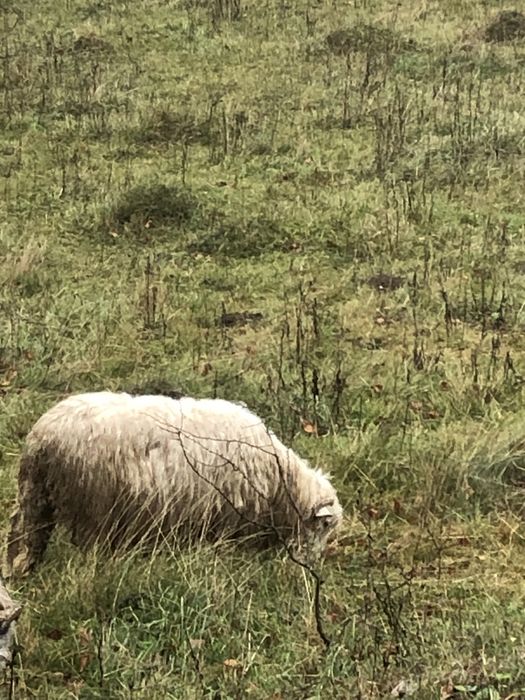 Vând 6 oi și un berbec!