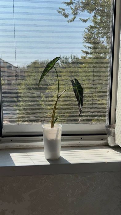 Алоказия Bambino