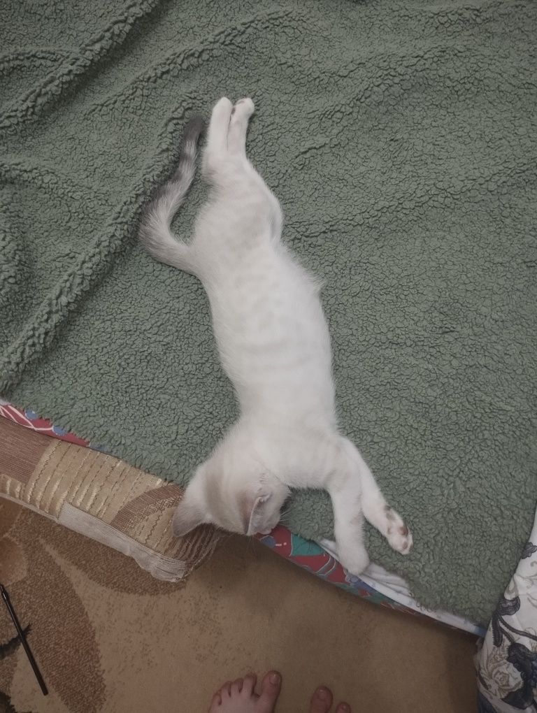Котенок девочка 2-3 месяца