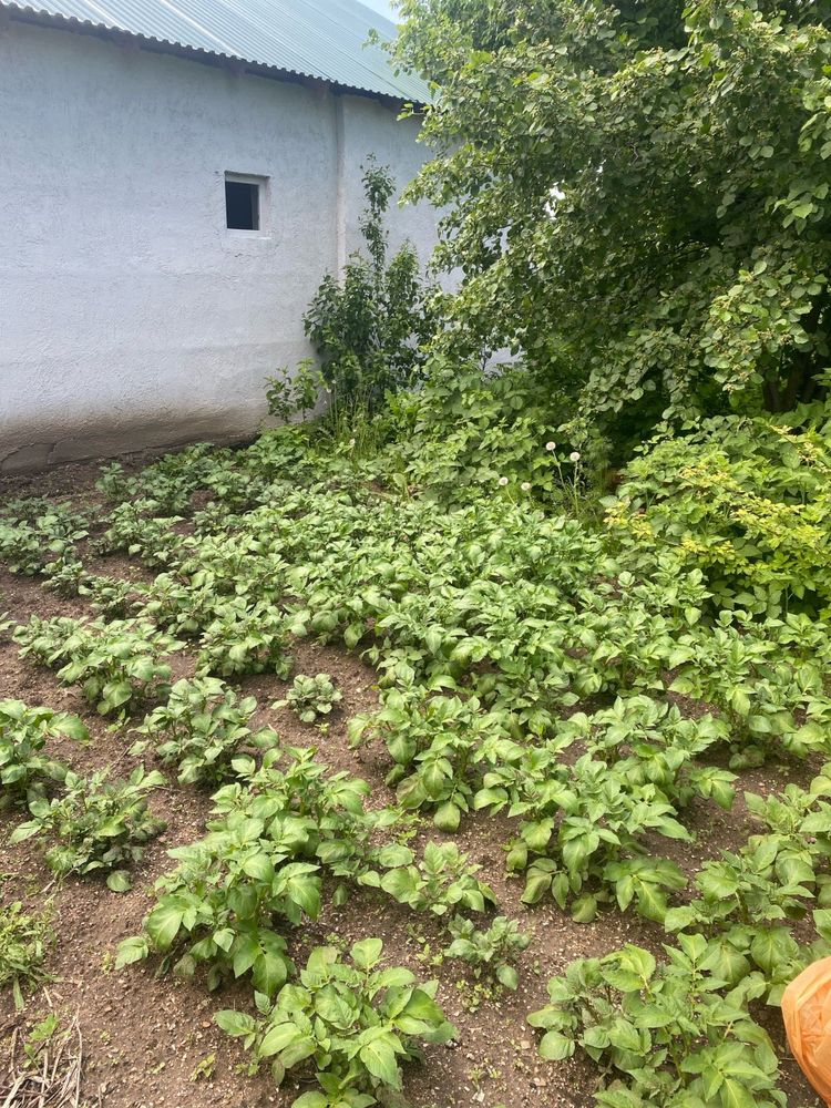 Дача с домом в астане