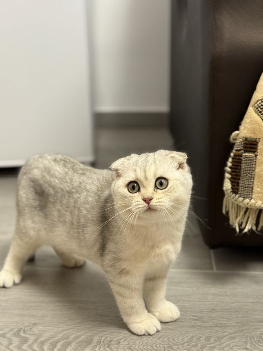 Scottish fold baietel