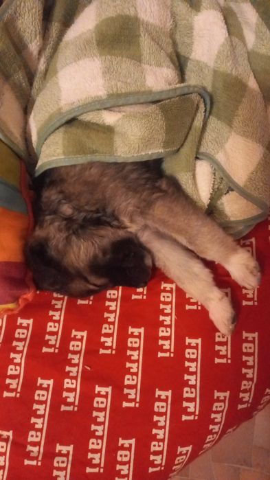 Щеночек звонок девочка в добрые руки