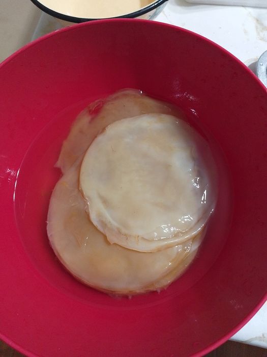 Чайный гриб домащныи