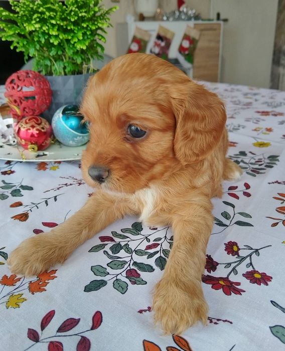 Кавапу/Мини пудел