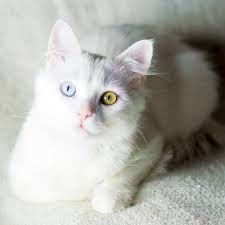 Turkish angora 2 glaza