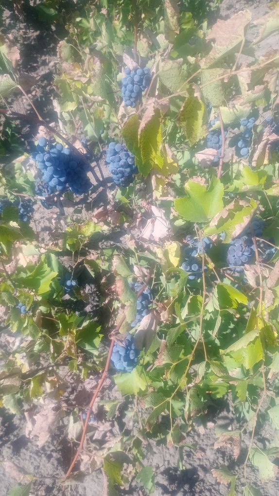 Struguri PRODUCATOARE pentru vin nu