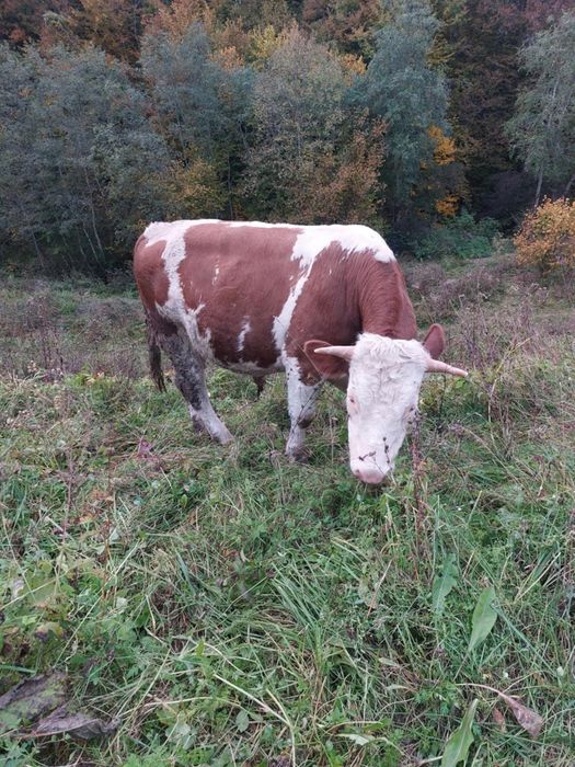 Taur și junincă de vânzare