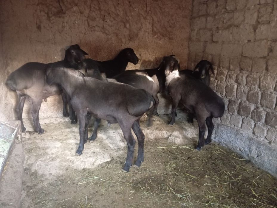 Qo'chqorla sotiladi