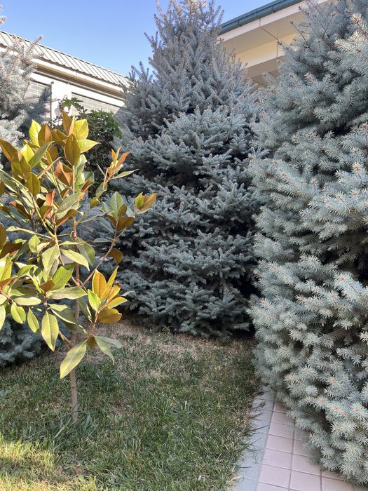 Ель голубая до 4 метров 8 шт