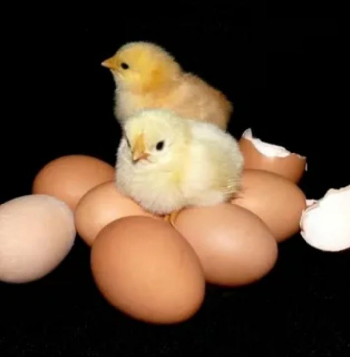 Инкубационные яйца бойлера