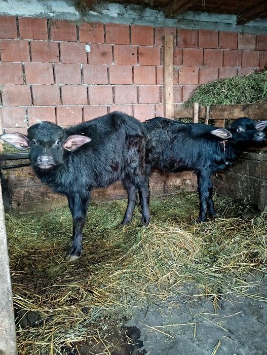 Vând vitei de bivol