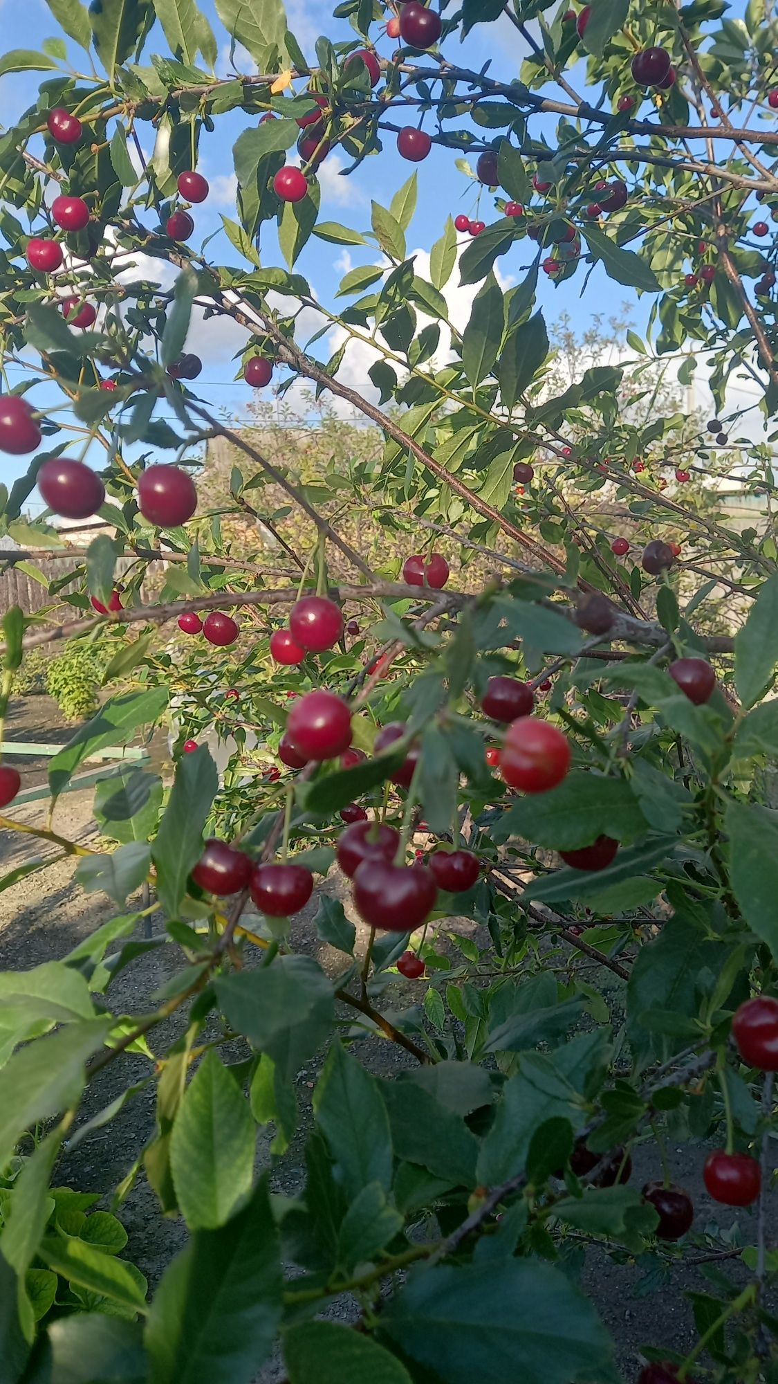 Продам вишню крупная
