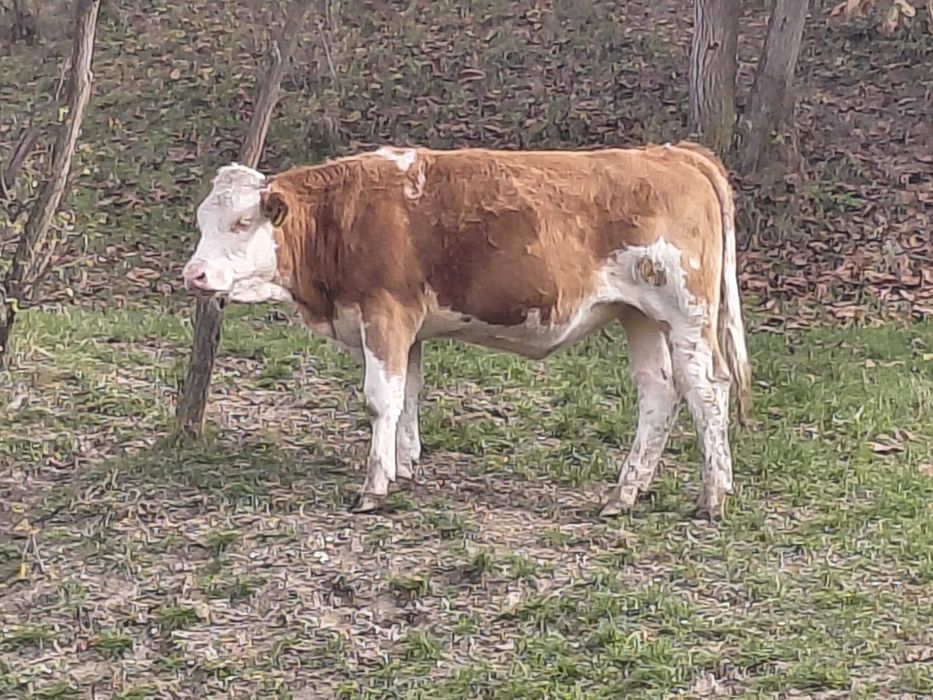 Junincă bălțată de vânzare