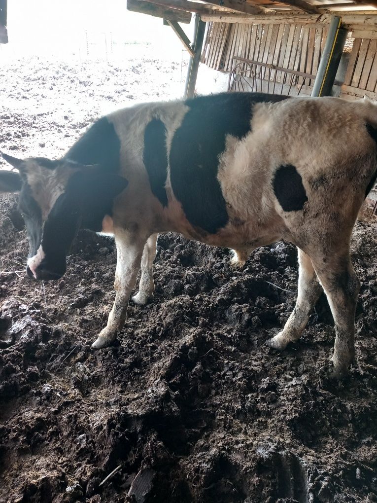 Vand Tauras.holstein