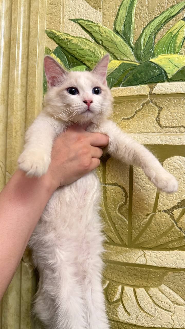 Продаются котята рэгдоллы