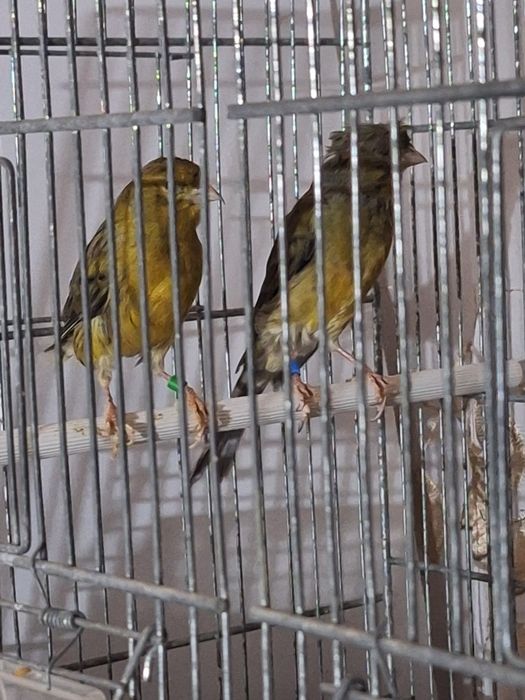 Canari cântăreți