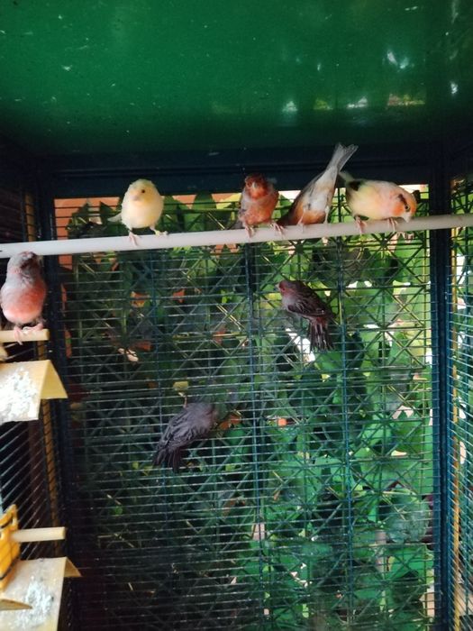 Vînd canari de culoare masculi și femele