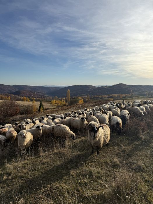 Vand oii breze cu certificat de origine
