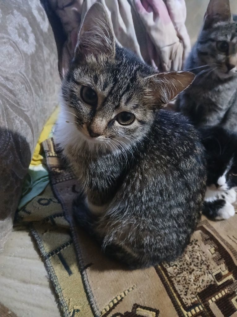 Отдам прекрасных  котят.