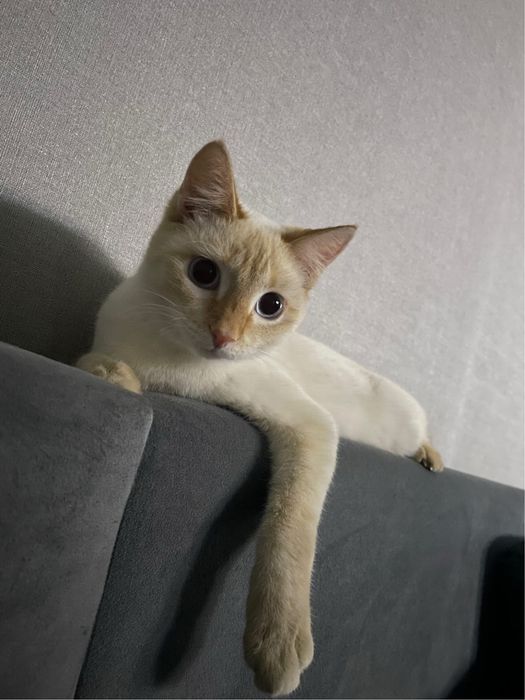котик сиамский 10 мес в хорошие руки