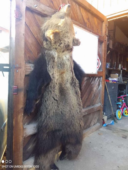 Costul din blana de urs naturala