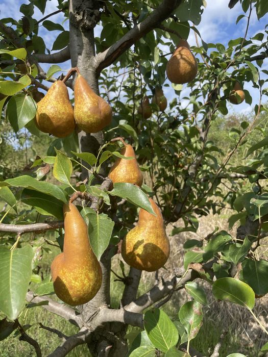 Pere bio de vânzare