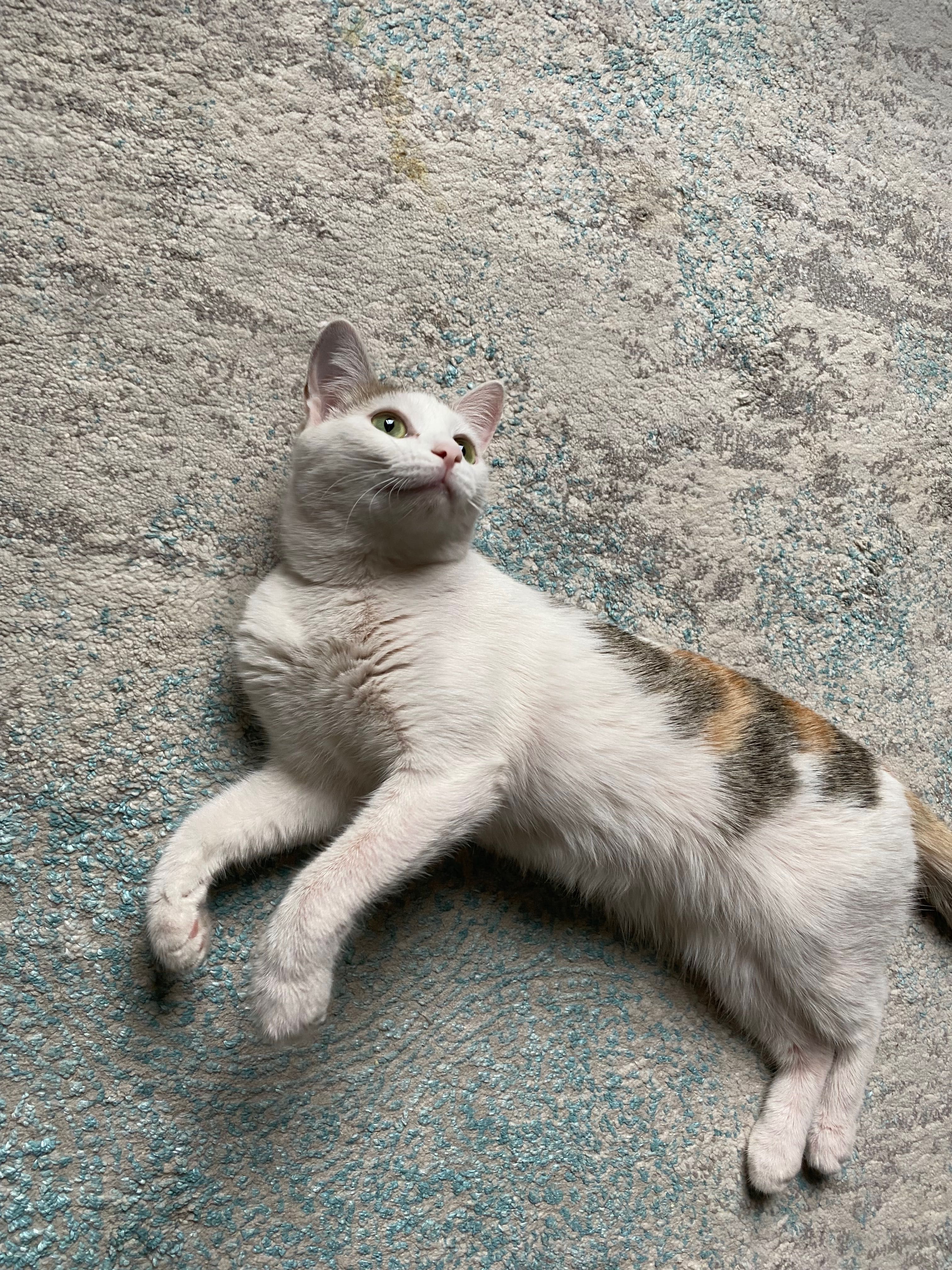 Кошка в надежные руки