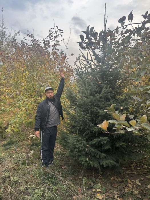 Голубая Ель тяньшанька