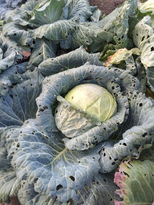 Продам домашнюю капусту