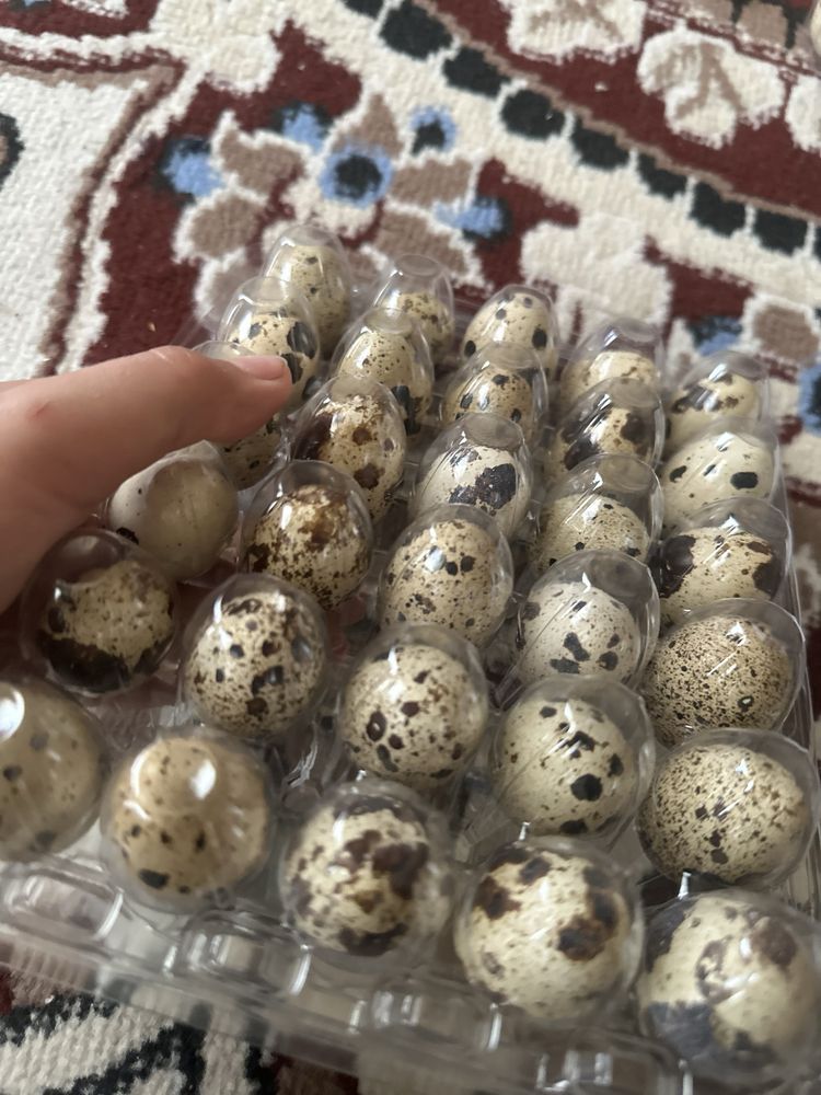 Перепелние яйца