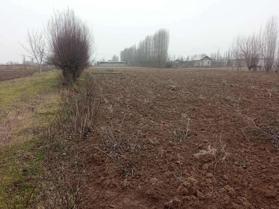 20 Soʻtix yer maydoni