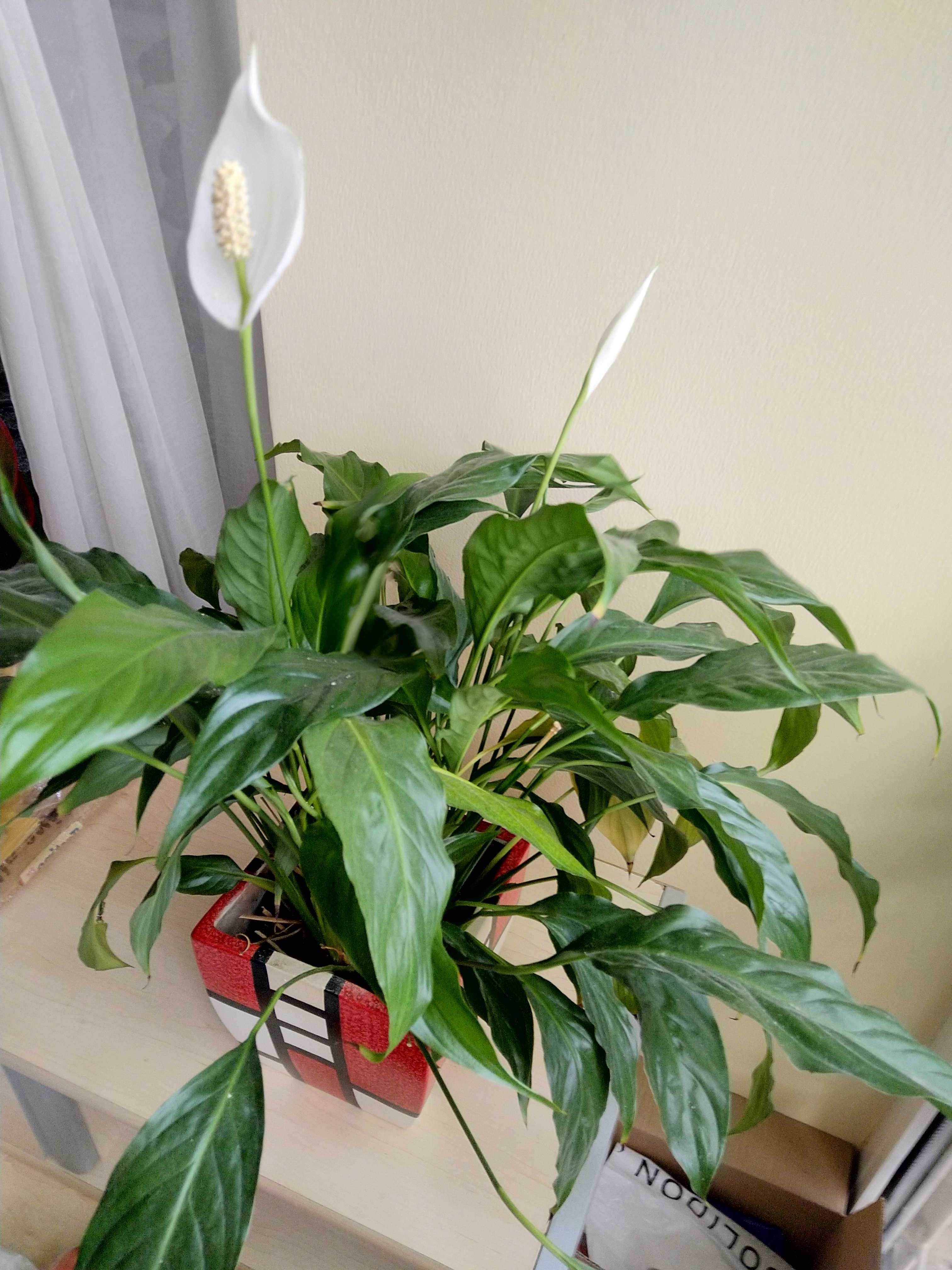 Vând Floare Spathiphyllum Wallisii, Crinul Păcii sau Floarea Lunii.