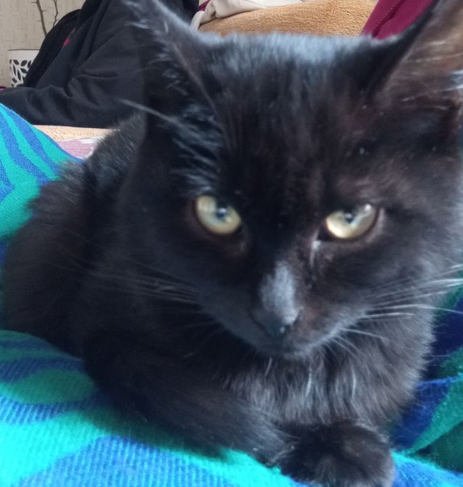 Отдам даром в добрые руки котёнка, очень спокойная.