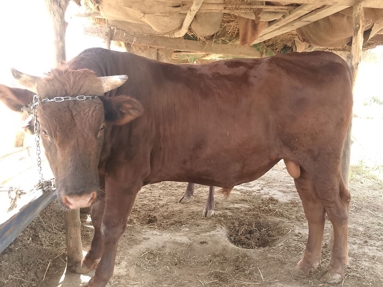 Buqala sotiladi.