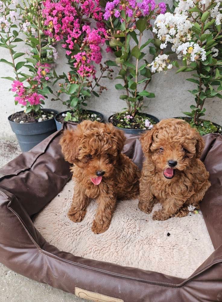 Toy Poodle Той Пудел с родословие FCI Женски