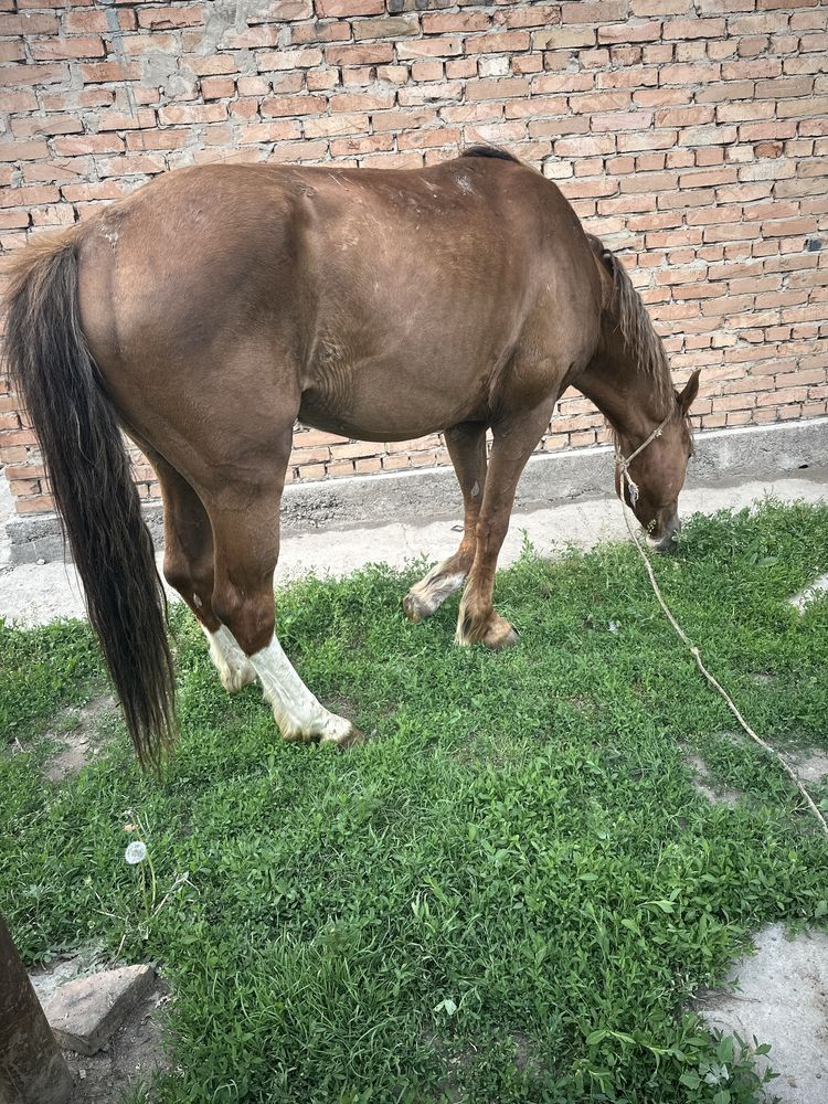 Вынужденный забой